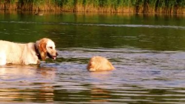 Altın Labrador Retriever köpekleri su zumunda oynayıp sıçrıyor yavaş çekim seçici odak noktası