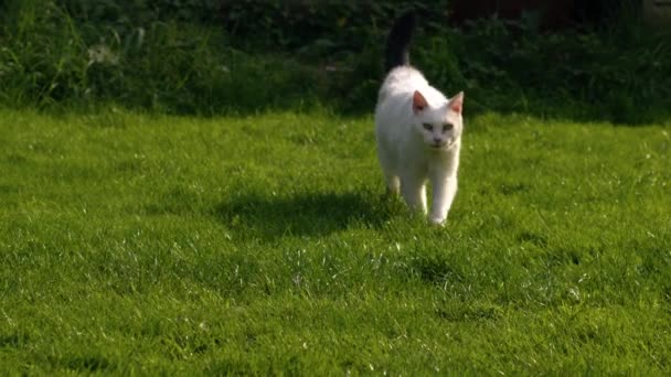 カメラに向かって歩く庭の白い猫ワイドスローモーションズームショット選択的な焦点 — ストック動画