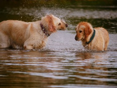 Altın Labrador Retriever köpekleri su içinde oynayıp sıçrıyor yavaş çekim seçici odaklanma