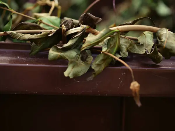 Brown wheelie bin for garden waste close up shot selective focus