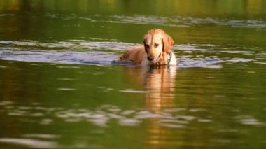 Altın Labrador Retriever köpeği oynuyor ve suya su sıçratıyor. Yavaş çekim seçici odak noktası.
