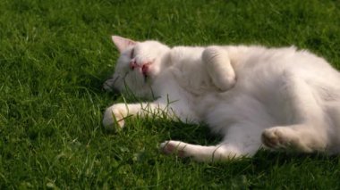 Beyaz kedi bahçede dinleniyor. Yavaş çekimde yakın çekim. 4k seçici odaklanma. 