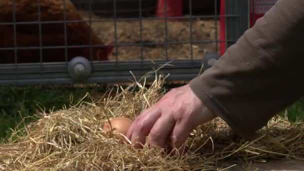 Sammeln Von Frisch Gelegten Eiern Aus Hühnerställen Mittlerer Zoom Selektiver — Stockvideo