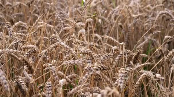 Zralá Pšenice Zemědělci Pole Střední Zoom Zpomalení Naklápění Výstřel Selektivní — Stock video