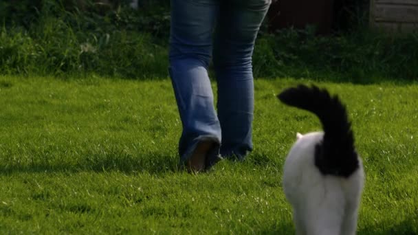 Λευκή Γάτα Μετά Ιδιοκτήτη Πόδια Στον Κήπο Ευρεία Αργή Κίνηση — Αρχείο Βίντεο