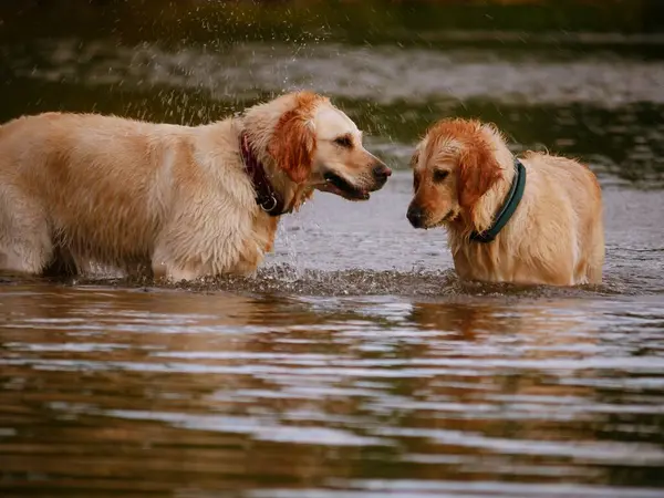 Golden Labrador Retriever dogs playing and splashing in water medium shot slow motion selective focus