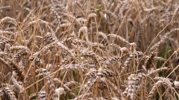 Zralá Pšenice Zemědělci Pole Střední Zoom Zpomalení Zoom Sklon Výstřel — Stock video