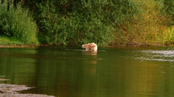 Golden Labrador Retriever Hund Spelar Och Stänk Vatten Vid Zoom — Stockvideo
