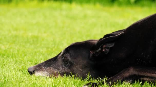 緑の芝生に休むグレイハウンド犬 中型ショットズーム遅い動き選択的な焦点 — ストック動画