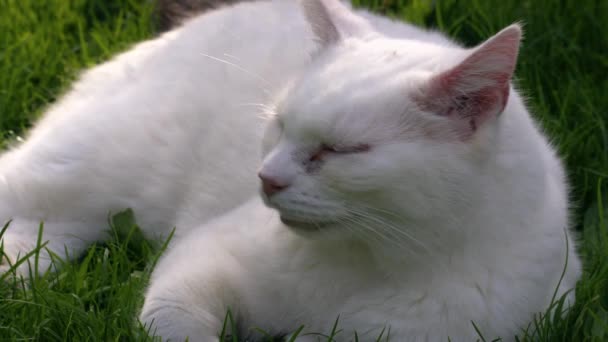 Λευκή Γάτα Χαλαρώνοντας Στο Γκαζόν Του Κήπου Close Αργή Κίνηση — Αρχείο Βίντεο