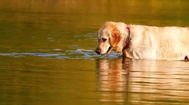 Altın Labrador Retriever köpeği oynuyor ve suya su sıçratıyor. Yavaş çekim seçici odak noktası.