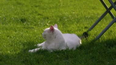 Beyaz kedi bahçede dinleniyor. Yavaş çekimde yakınlaş. Seçici odak noktası. 