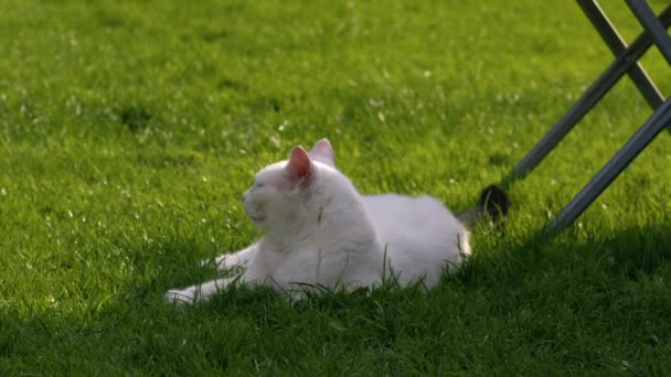 Λευκή Γάτα Χαλαρώνοντας Στο Γκαζόν Του Κήπου Close Αργή Κίνηση — Αρχείο Βίντεο