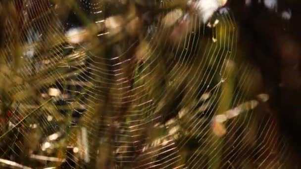 Spinnennetz Baum Mit Sommersonne Bokeh Hintergrundbeleuchtung Nahaufnahme Makro Zeitlupe Selektiver — Stockvideo