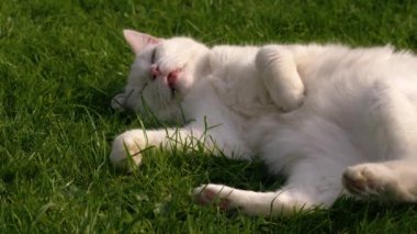 Beyaz kedi bahçede dinleniyor. Yavaşça yaklaşın. 4 zoom çekim seçici odak noktası. 