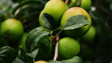 Elmalar sonbaharda bir ağaçtan sarkan yavaş çekim zoom görüntüsü seçici odak noktası