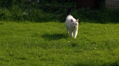 Bahçedeki beyaz kedi kameraya doğru yürüyor. Yavaş çekim. 4k seçici odak noktası. 