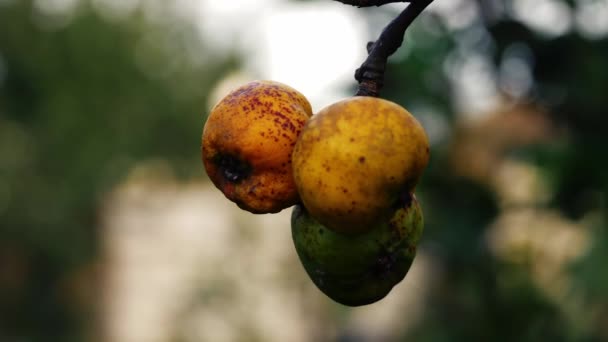 Manzanas Podridas Cuelgan Árbol Otoño Cerca Zoom Cámara Lenta Tiro — Vídeos de Stock