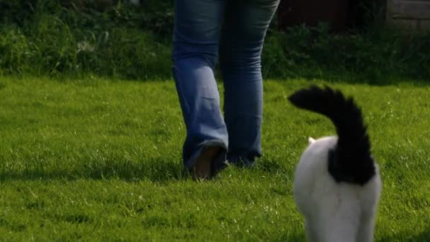Λευκή Γάτα Μετά Ιδιοκτήτη Πόδια Στον Κήπο Μεγάλη Αργή Κίνηση — Αρχείο Βίντεο