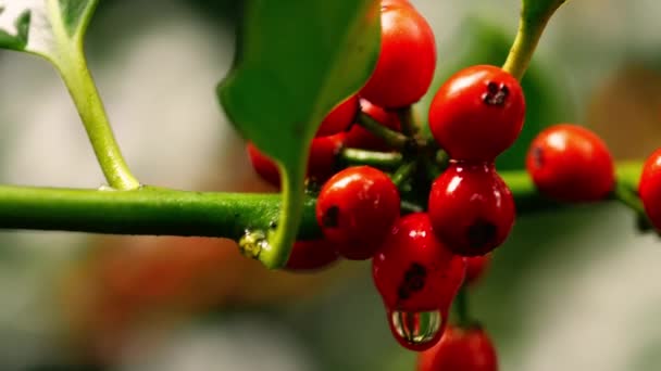 Bagas Vermelhas Crescem Árvore Holly Perto Macro Tiro Foco Seletivo — Vídeo de Stock