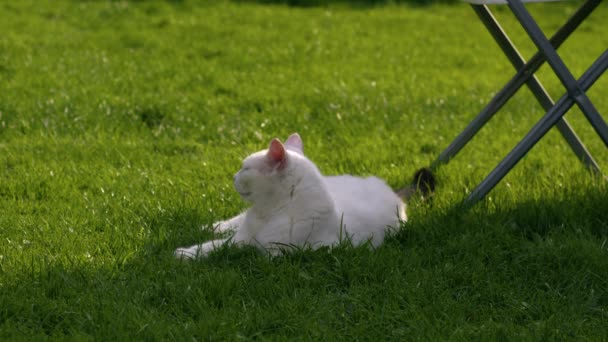 Blanco Gato Relajante Jardín Césped Cerca Cámara Lenta Zoom Tiro — Vídeos de Stock