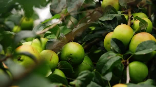 Jablka Visí Stromě Podzimním Středním Zpomalení Zoom Výstřel Selektivní Ostření — Stock video