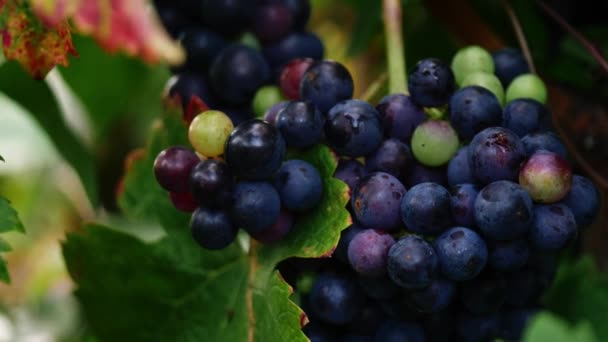 Ripe Green Black Grapes Hang Vine Medium Zoom Shot Selective — Stock Video