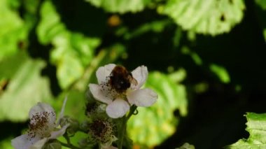 Yabani böğürtlen çalılarının üzerindeki arı çiçeği beyaz çiçekler 4K makro yavaş çekim seçici odak noktasını kapatır