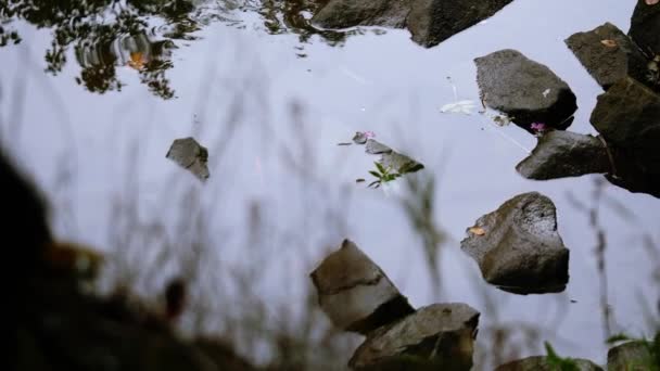 Felsen Und Kieselsteine Ufer Des Flusses Wasser Breit Schwenken Zoom — Stockvideo