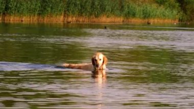 Altın Labrador Retriever köpeği oynuyor ve suya sıçrıyor. 4k. Yavaş çekim seçici odak noktası.