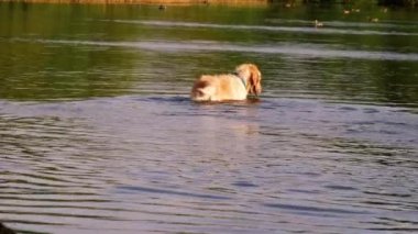 Altın Labrador Retriever köpeği oynuyor ve suya sıçrıyor yavaş çekim seçici odak noktası