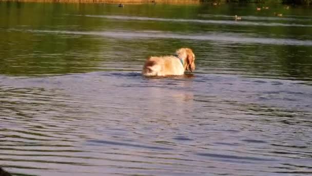 Золотой Лабрадор Ретривер Собака Играющая Плещущая Воде Широким Зумом Снимает — стоковое видео