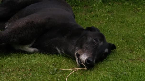 Greyhound Hond Huisdier Streelde Door Eigenaar Medium Shot Zoom Slow — Stockvideo