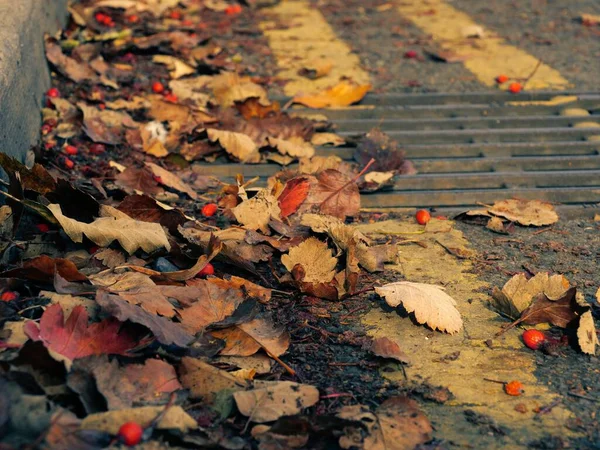 Autumn leaves fallen on floor street close up shot selective focus