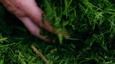 Eller çim biçme atıklarını topluyor yavaş çekimde zoom seçici odaklanmayı kapat