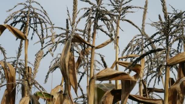 Kukuřice Cukrová Vlevo Hnijící Poli Proti Obloze Střední Naklápění Zoom — Stock video