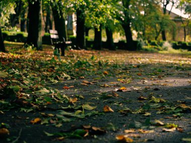 Autumn Park 'taki yalnız park bankında geniş açı seçici odak noktası