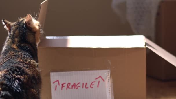 Μετακίνηση Στο Σπίτι Κατοικίδιο Ζώο Γάτα Εύθραυστο Κουτί Μεσαίο Zoom — Αρχείο Βίντεο