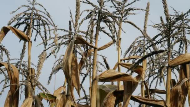 Kukuřice Cukrová Vlevo Hnijící Poli Proti Obloze Střední Naklápění Zpomalení — Stock video