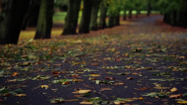 Herbstblätter Auf Einsam Leerem Parkweg Mittleres Schwenken Schuss Selektiver Fokus — Stockvideo