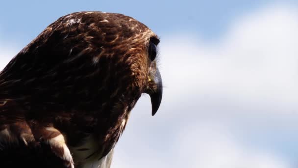 Pájaro Presa Retrato Contra Cielo Azul Cerca Enfoque Selectivo — Vídeo de stock