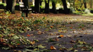 Autumn Park 'taki yalnız park bankında çekim odaklı seçici odak noktası kuruluyor
