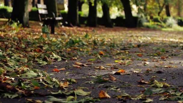 秋公園のロンリーパークベンチ幅広くショットズーム選択フォーカス — ストック動画