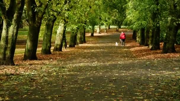 Осіннє Листя Самотній Порожній Парковій Доріжці Середній Панорамний Знімок Вибіркового — стокове відео