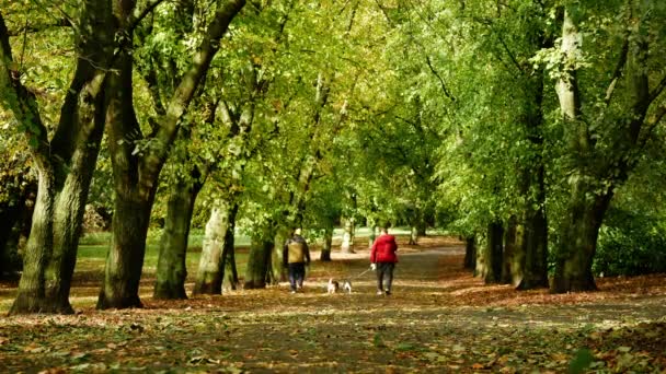 秋天里遛狗的人只在公园里走 中等通径四千枪选择重点 — 图库视频影像