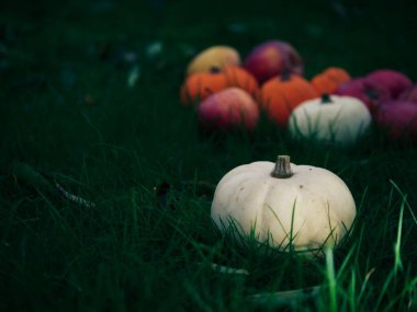 Taze balkabağı ve elma hasadı çimenlerin ortasında seçici bir odak noktası.