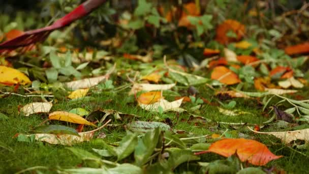 庭の中央ズームショット選択フォーカスで秋の葉を楽しくする — ストック動画