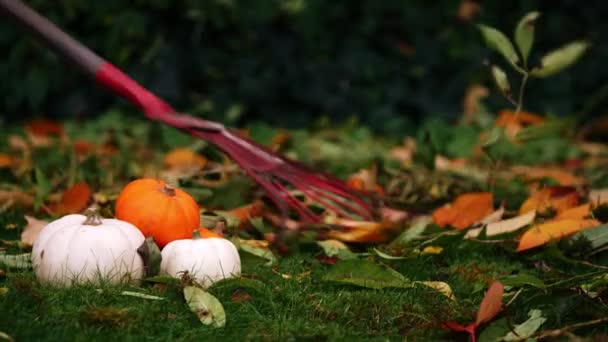 Prohrabávání Podzimních Listů Dýňové Náplasti Střední Zoom Výstřel Selektivní Zaměření — Stock video