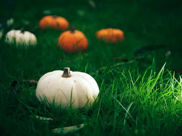 Çimenlerde taze balkabağı hasadı. Orta karar seçici odak noktası.