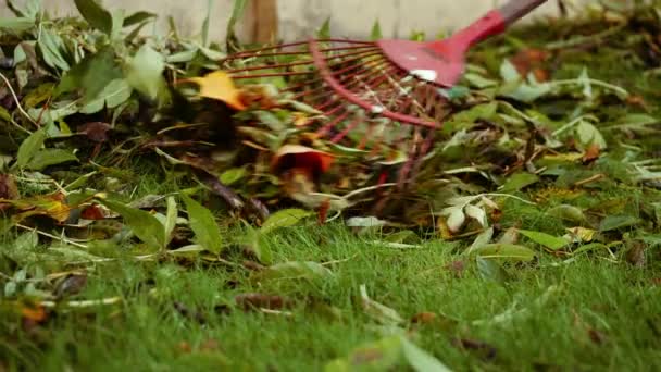 ガーデンメディアパンニングズームショット選択フォーカスで秋の葉を楽しく — ストック動画